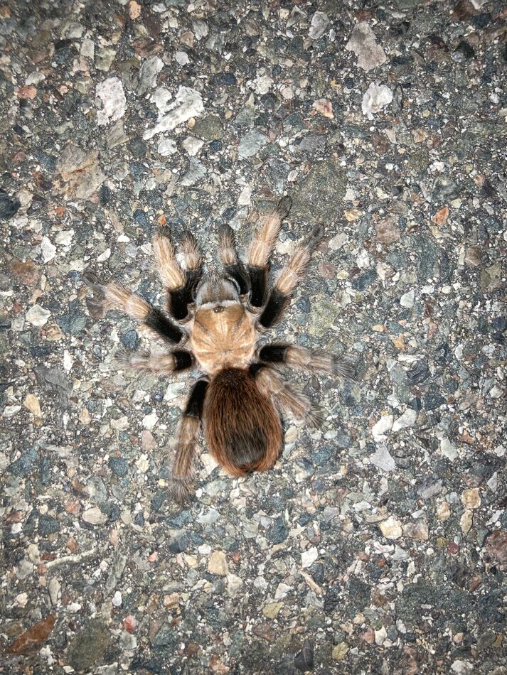 Almost stepped on this furry guy...