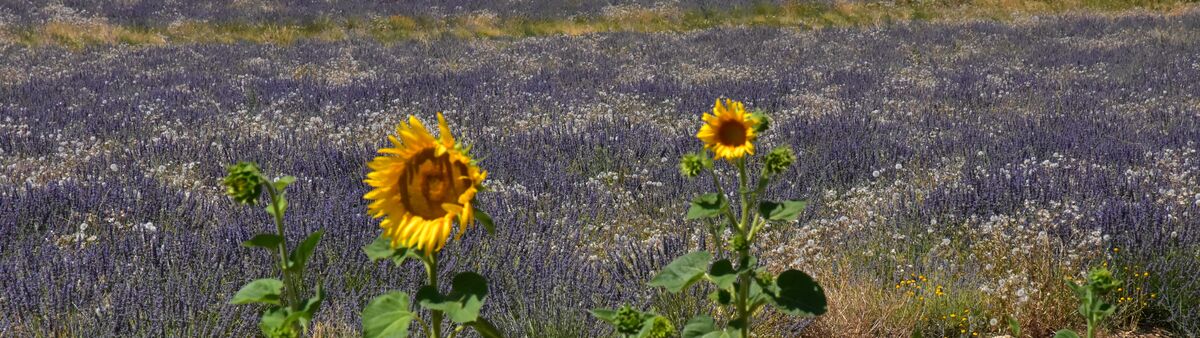 Lavender flower and sunflower: 2 main themes of th...