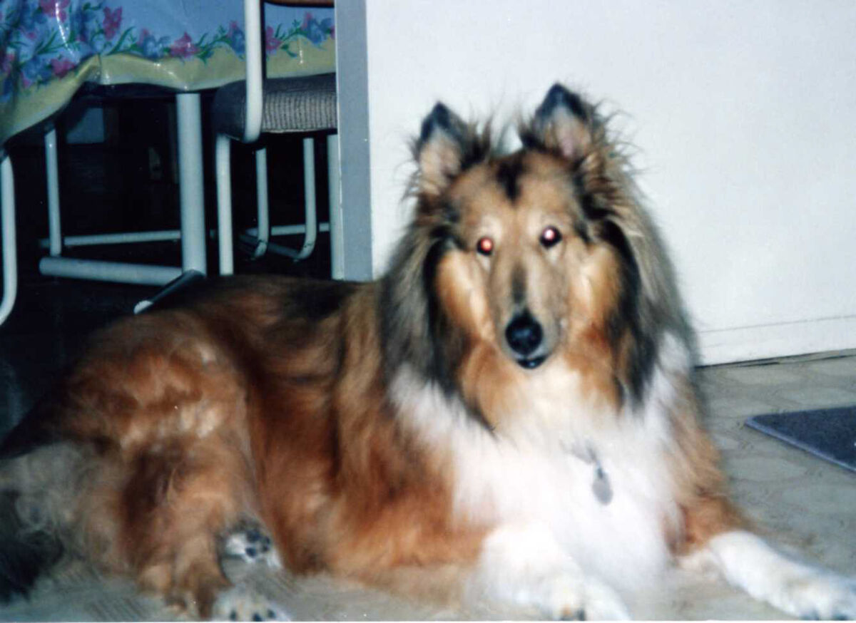 Ouir Pets Of The Past 1 2 2 Tanya Our First Pet Right After Our ouir-pets-of-the-past-1-2-2-tanya-our-first-pet-right-after-our