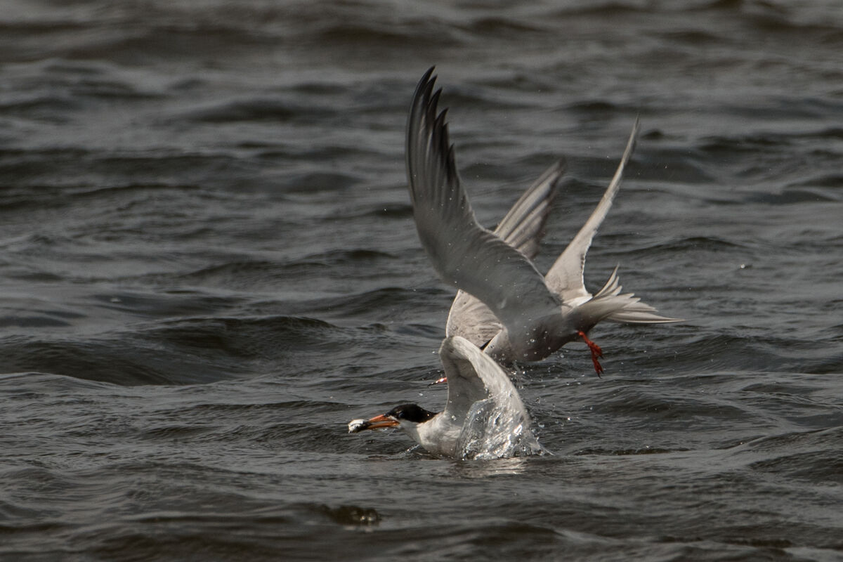 Feeding Terns: From Back A Couple In 2020. Heavy Crops, Enjoy.