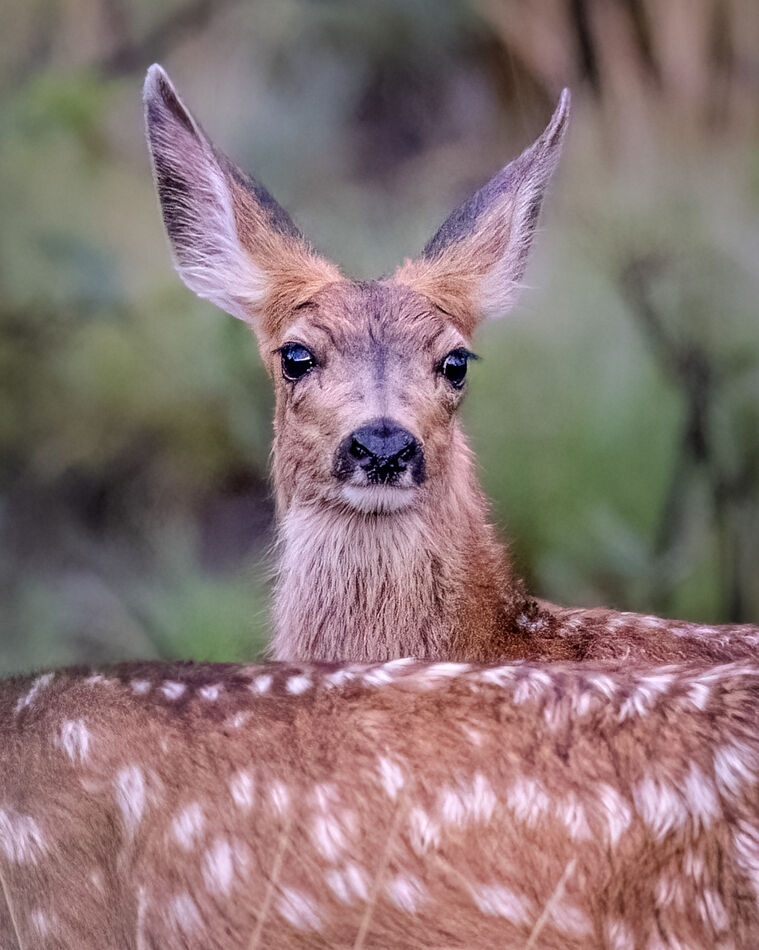 This fawn was quite interested in me, watching ove...