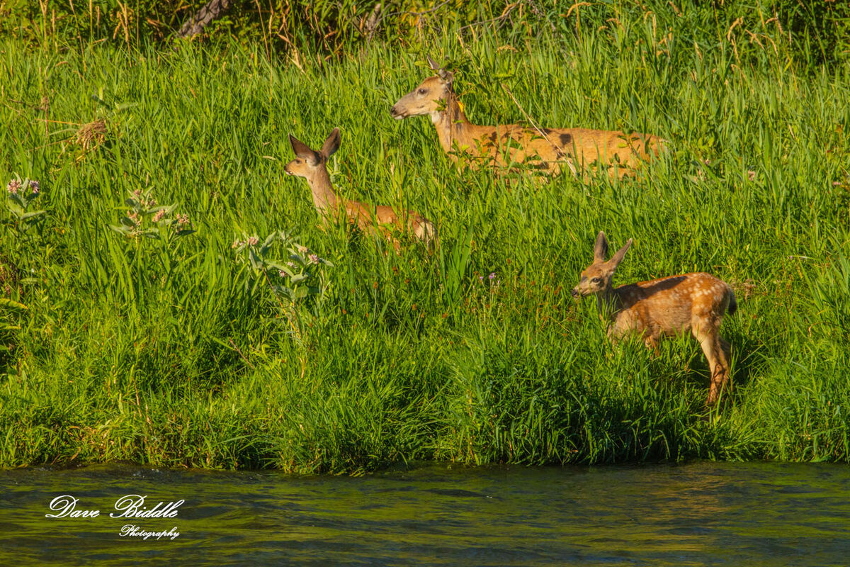 First fawns I have seen this summer!...