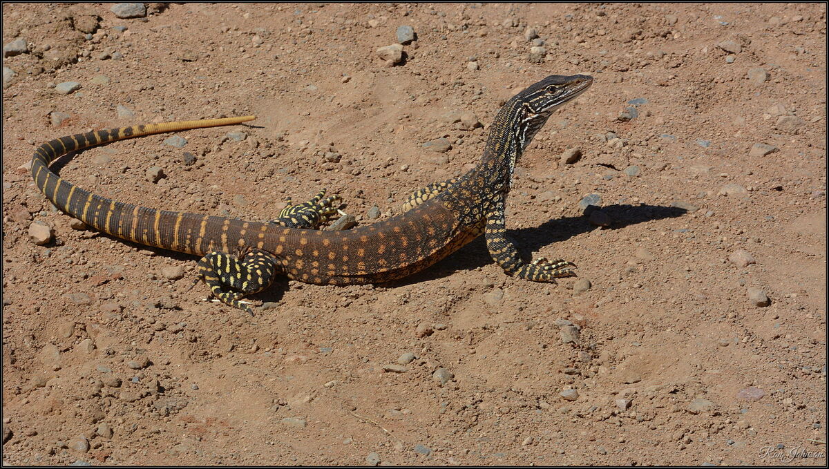 A beautiful Lace Monitor..about 2 meters long....
