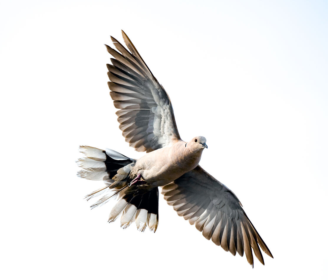 Eurasian Collared Dove - High Key...