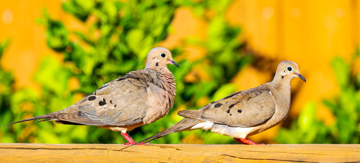 Mourning Dove Pair...