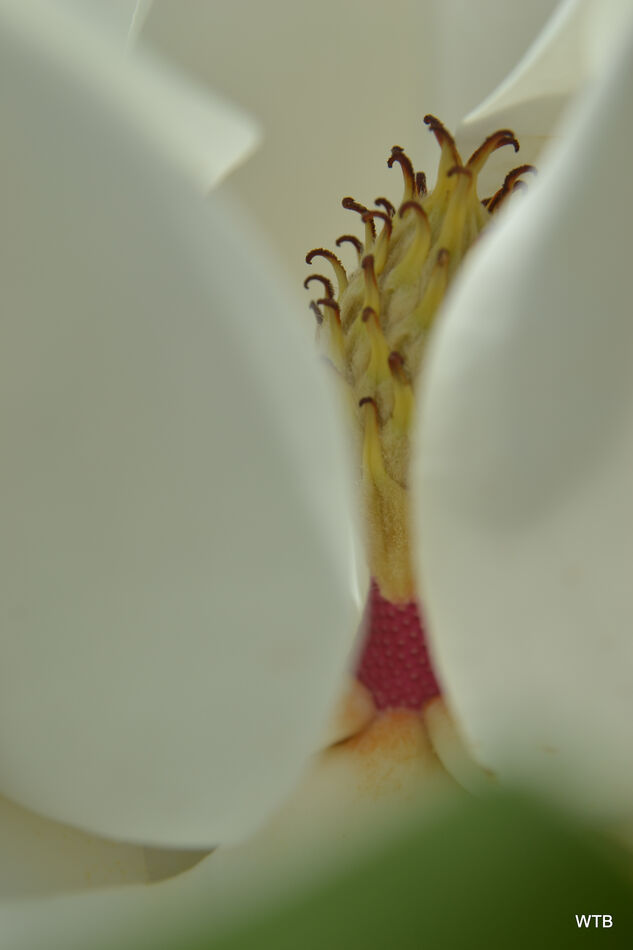 the magnolia bloom is over...