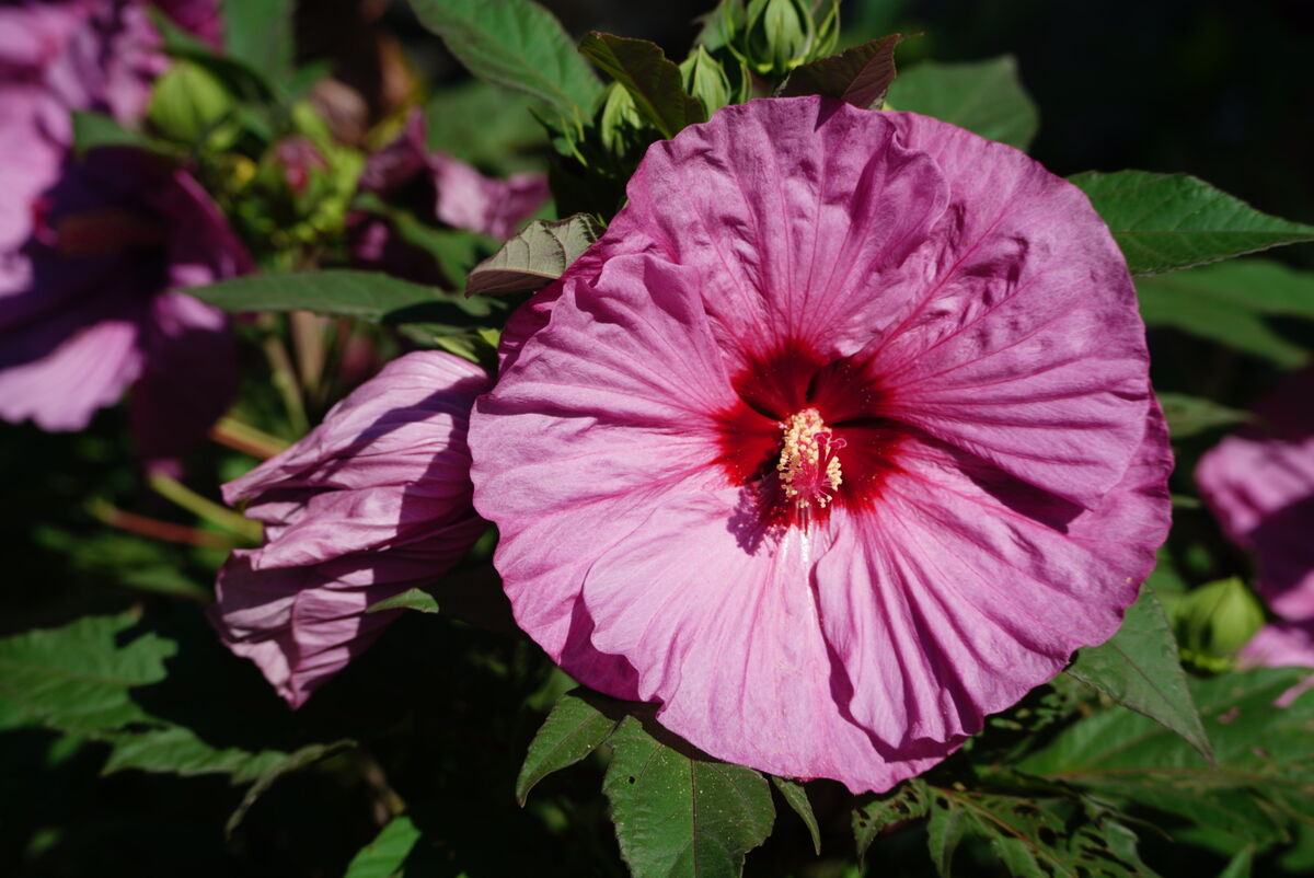 A wild growing Hibiscus in its glory...