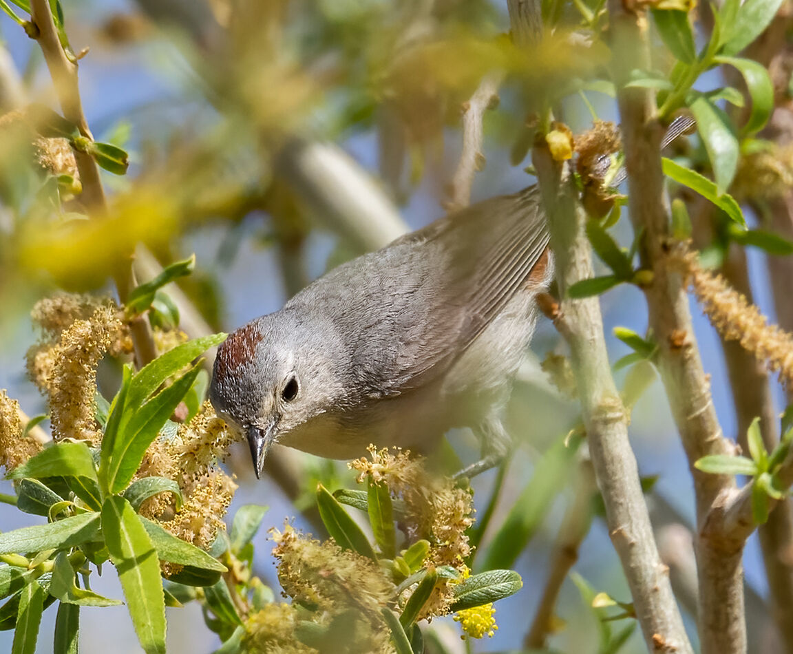 Lucy's Warbler...