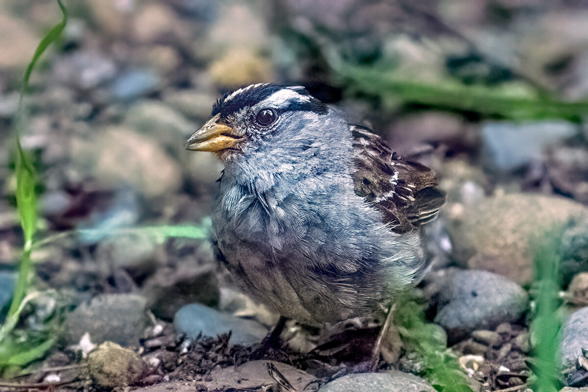 Juvenile White-crowned Sparrow...