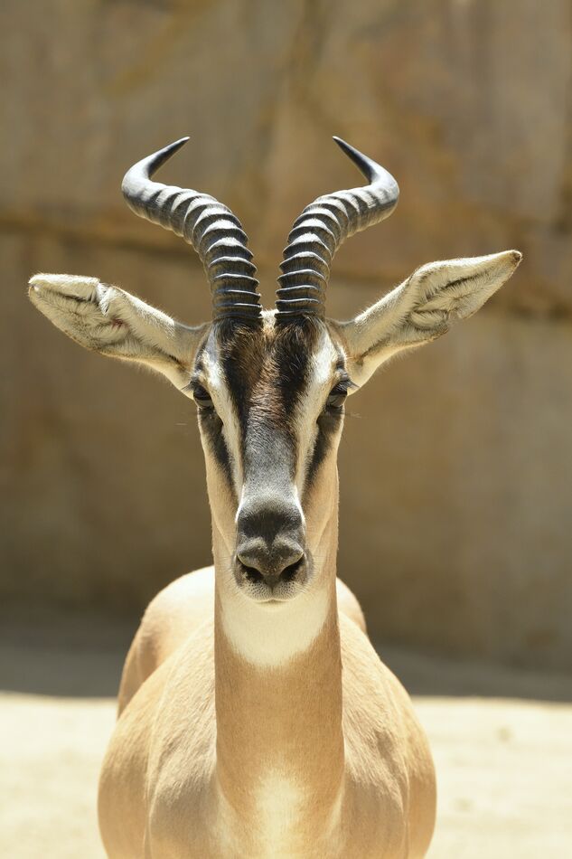 Soemmerring's Gazelle...