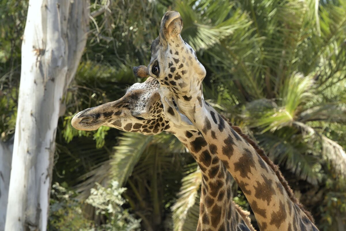 Masai Giraffe necking...