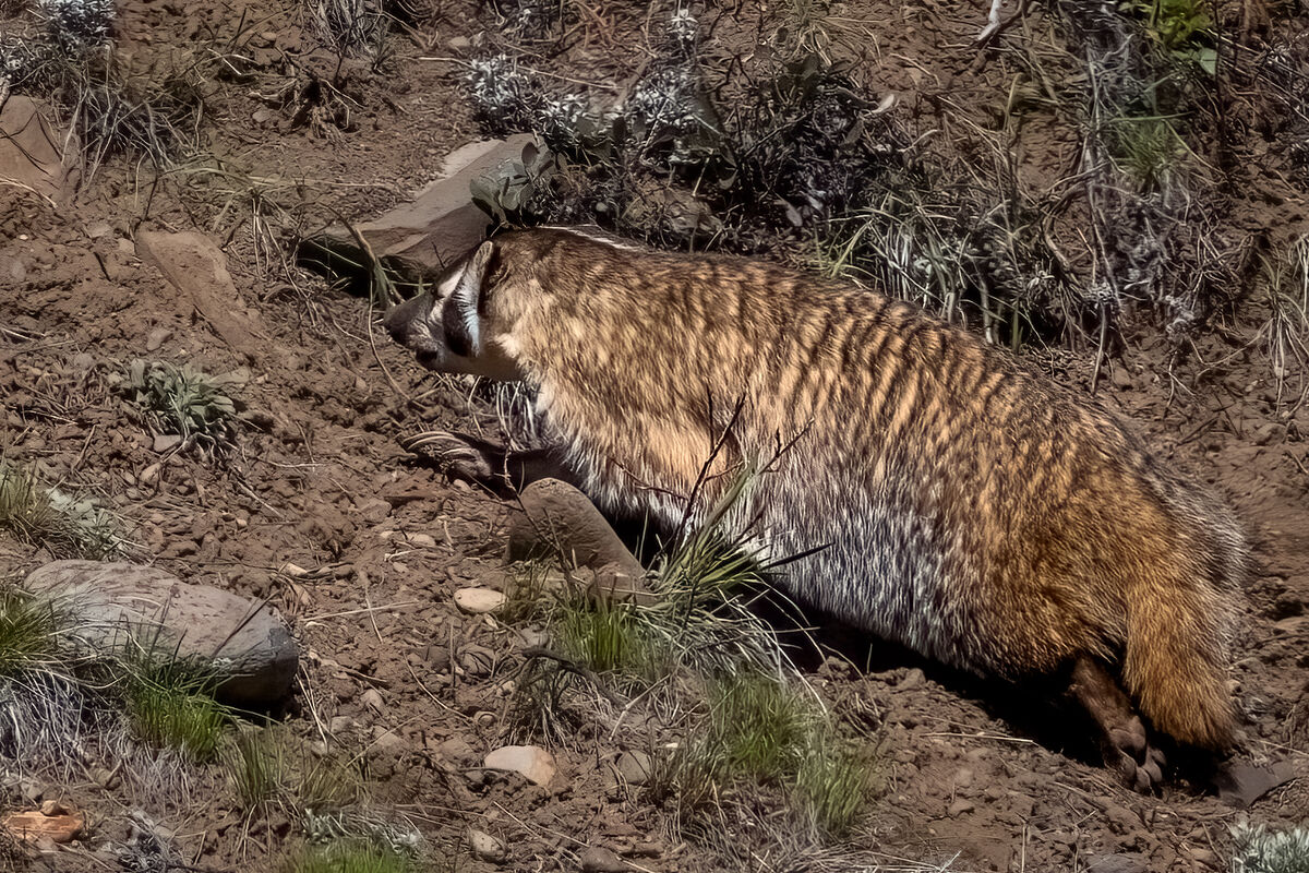 Check out the claws on this badger!...