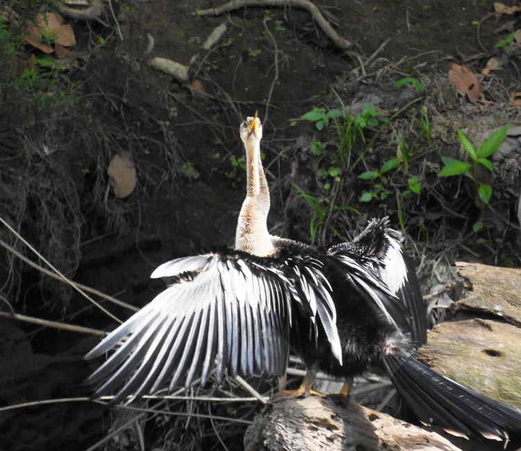 On a river boat tour - Anhinga drying its wings in...