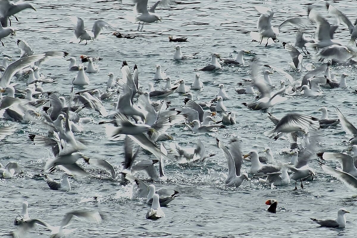 No boats, but gulls galore with a few puffin throw...