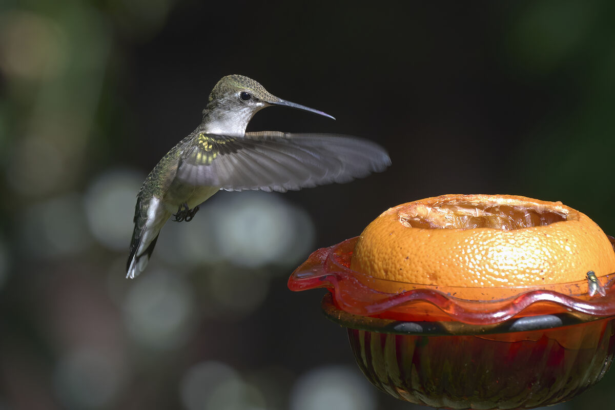 Tangerine The bird hovered around took a quick taste and left. Not