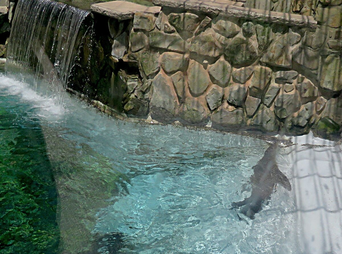 seal at zoo...