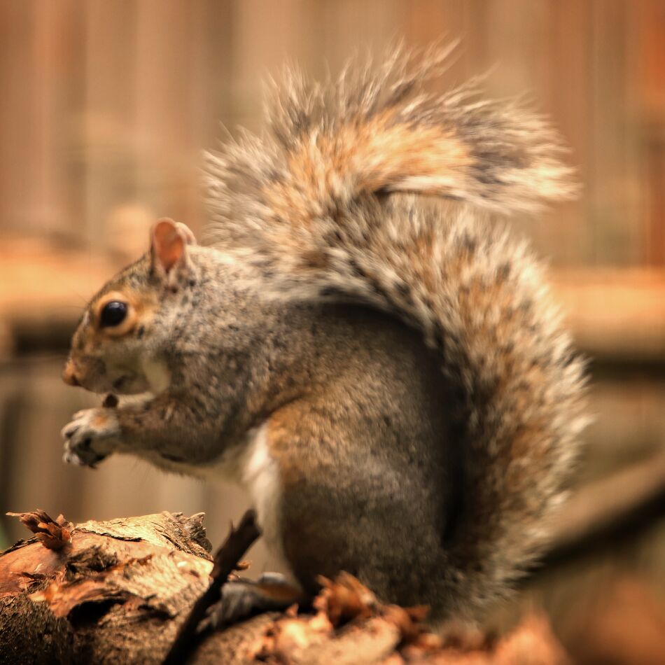 Here’s my squirrel in square frame and modified wh...