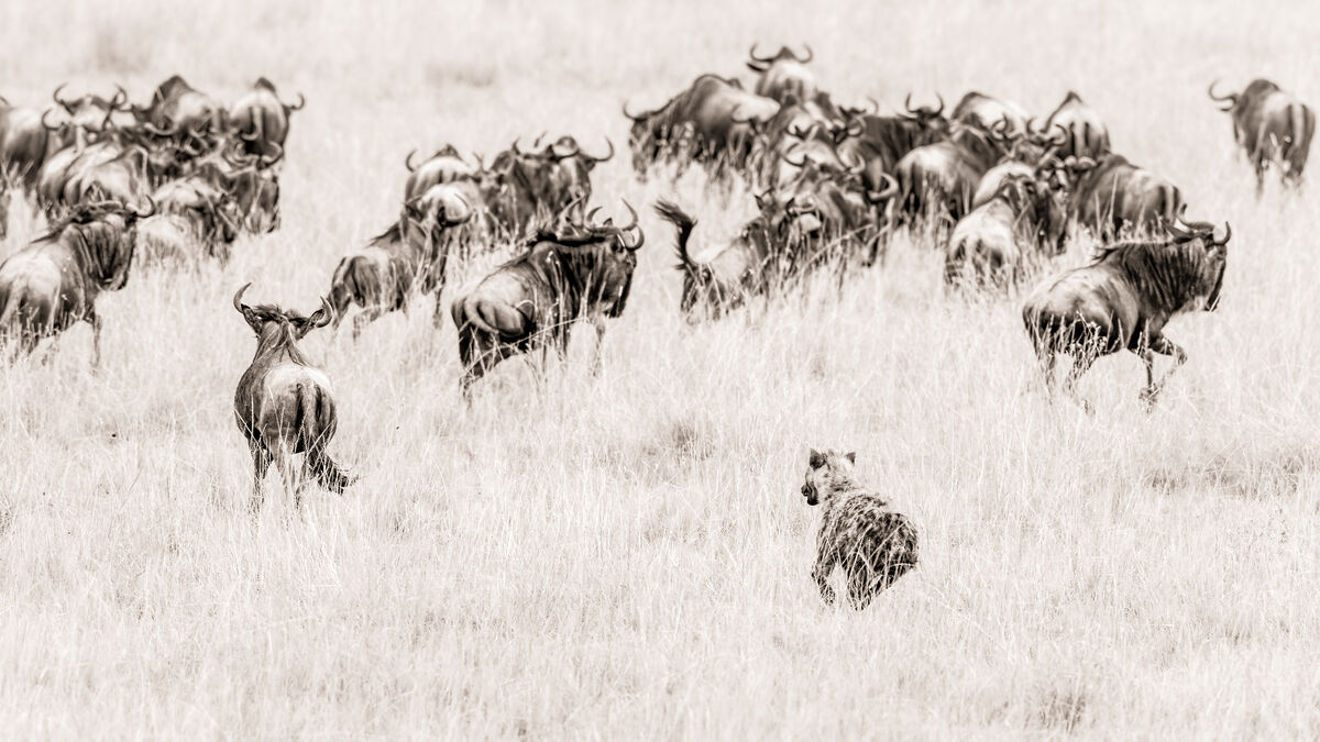 Hyena hunt in Masai Mara, Kenya: Unfortunately I spent 2 weeks in the