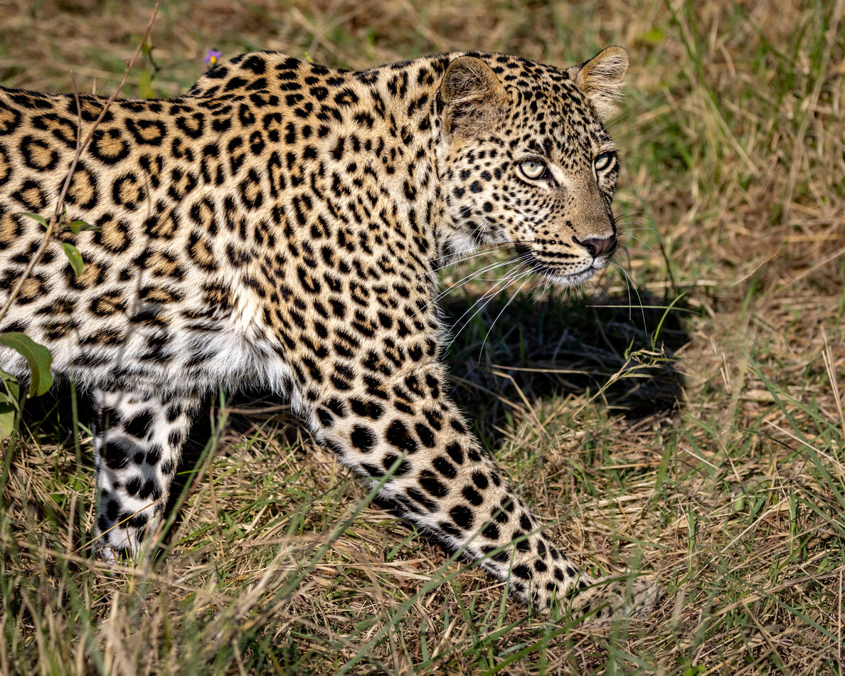 I just love seeing the leopards up close and perso...