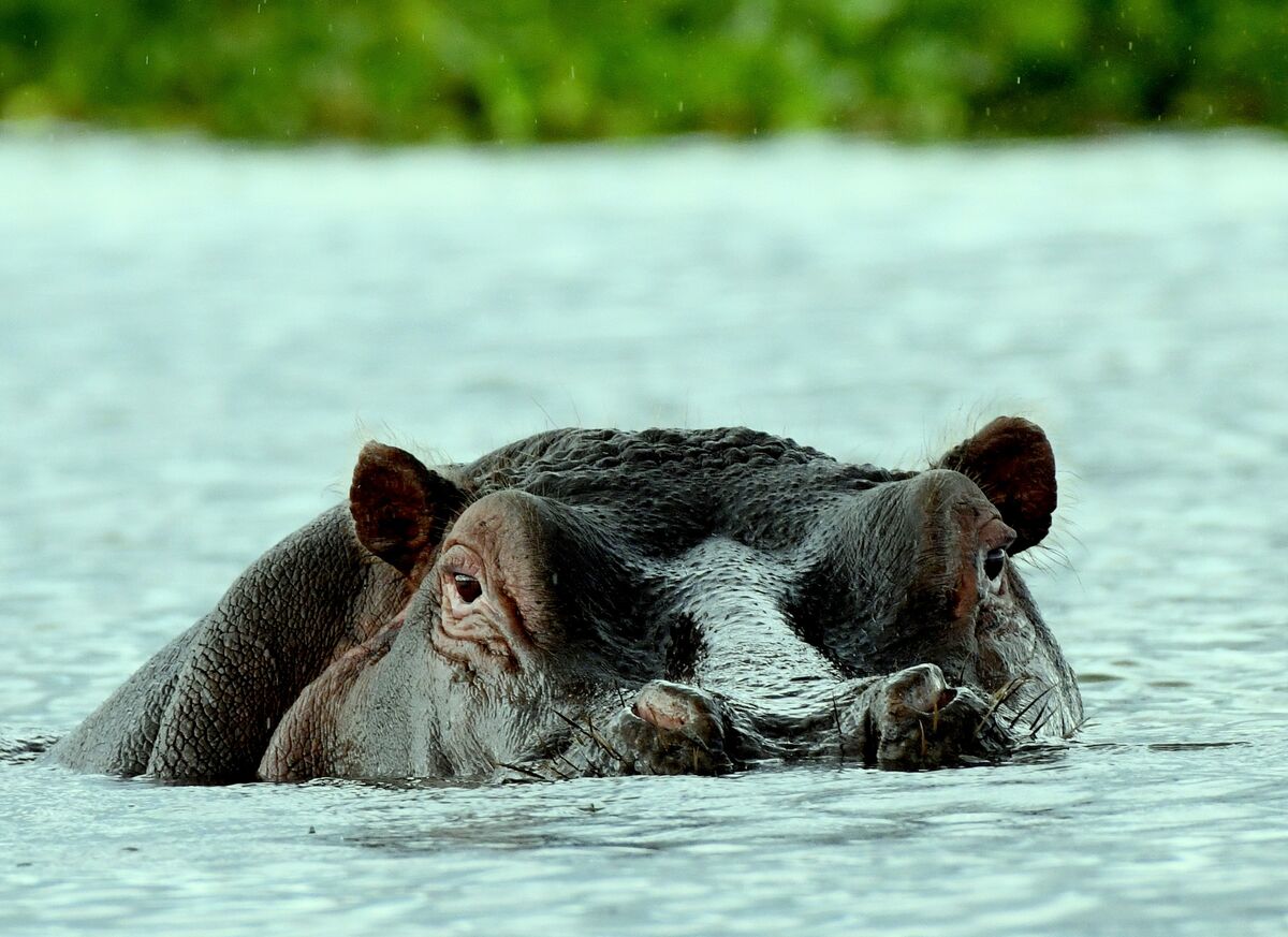 Going through the archives I found a few that might be interesting