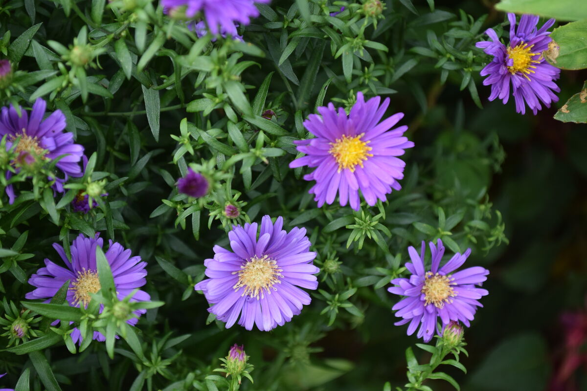 The Asters are starting to bloom....