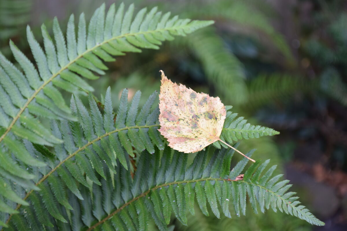 This leave fell on the very end of the fern leaf. ...