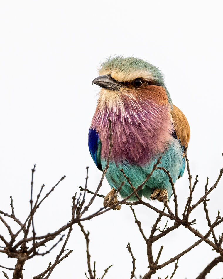 Lilac-breasted Roller...