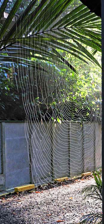 Large web on Lodge hiking trail.  Most of trails a...
