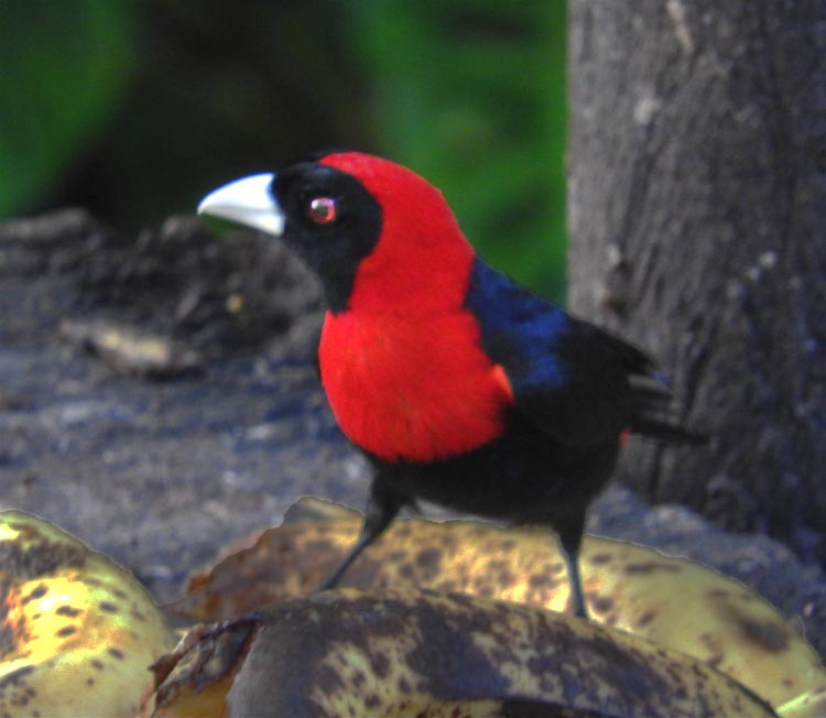 Bird  #3  ID requested.  My guess is a Tanager of ...