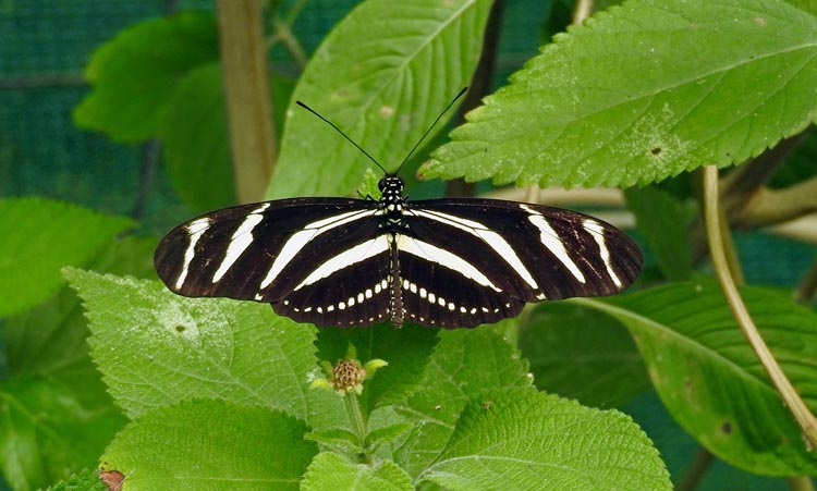Zebra Longwing Butterfly.  Described as poisonous....