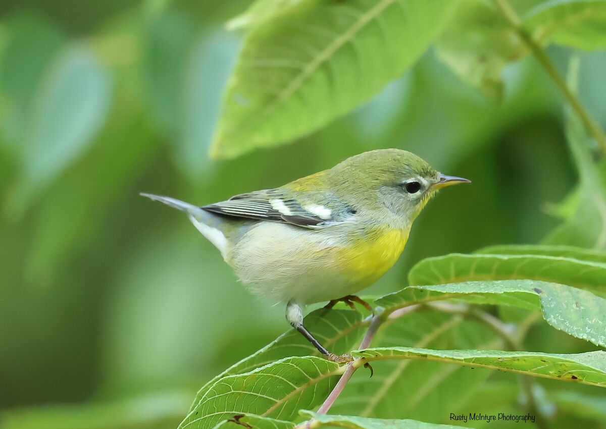 Parula: Northern Parula...