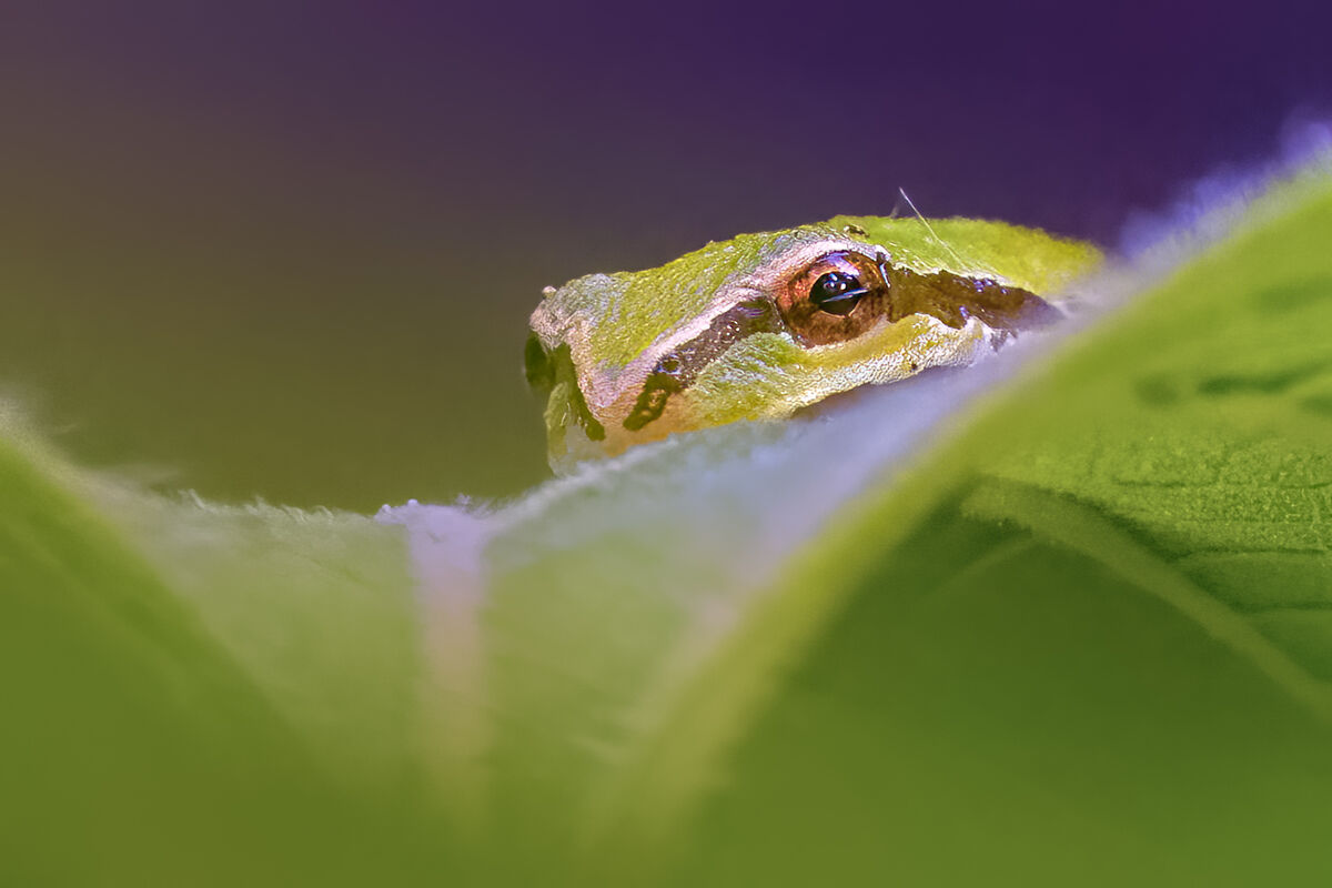 Pacific Tree Frog Coming...