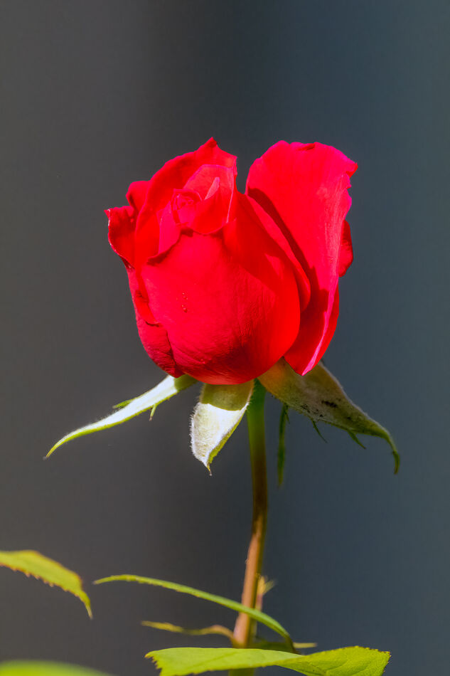 Pink-Red Rose...
