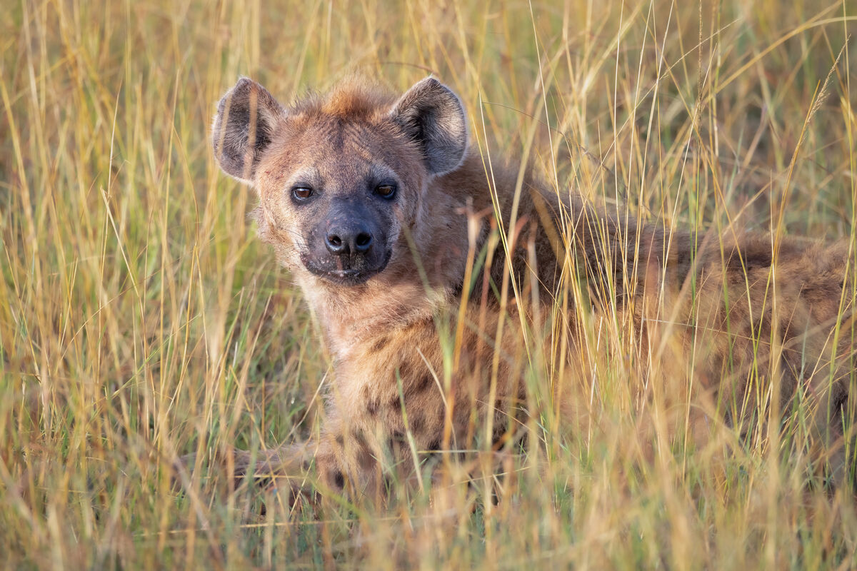 This hyena was near the leopard tree hoping part o...