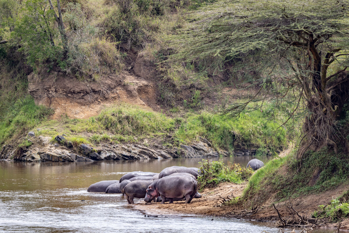 Hippos hanging out near where a wildebeest crossin...