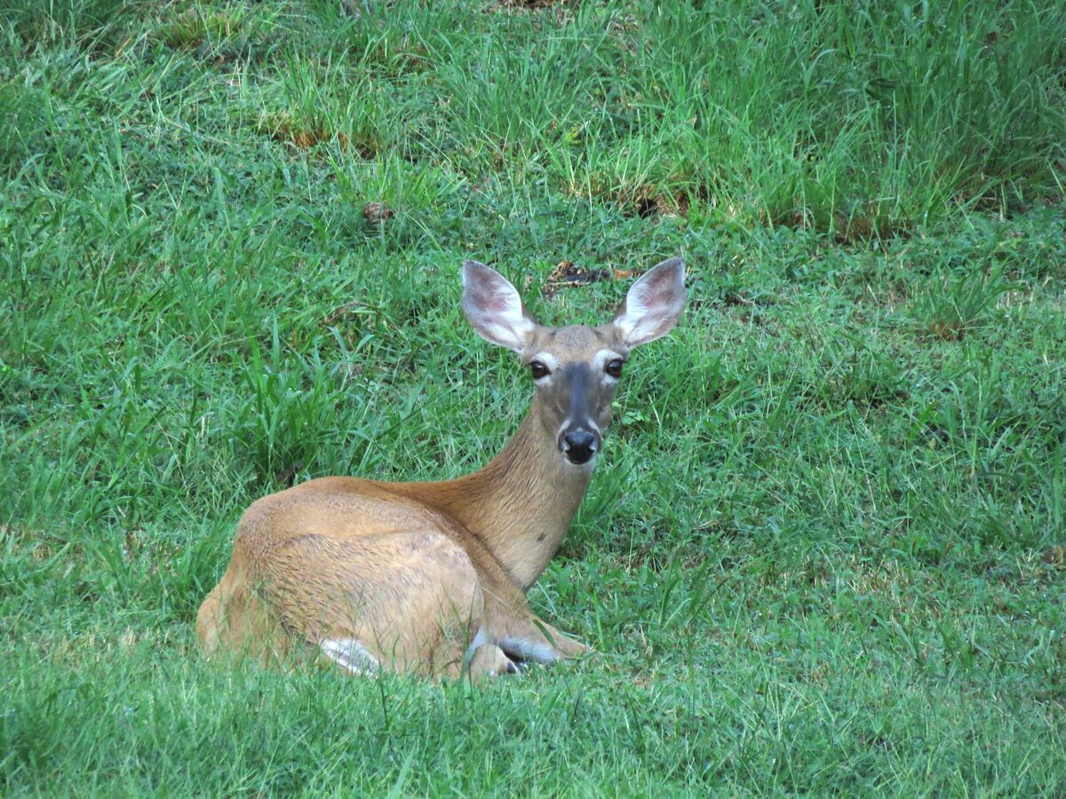 a resting doe shot from the deck...