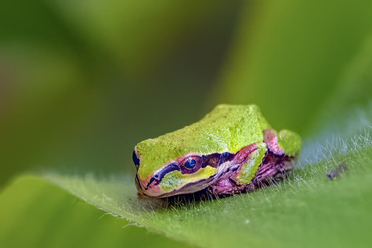 Pacific Tree Frog...
