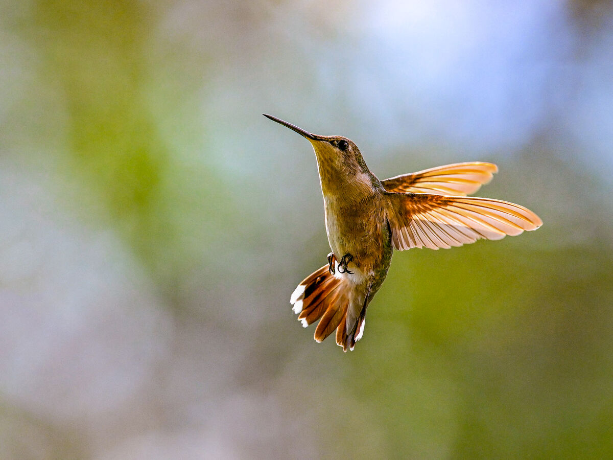 Female Rufous Hummingbird: They are stopping on the Gulf Coast to ...
