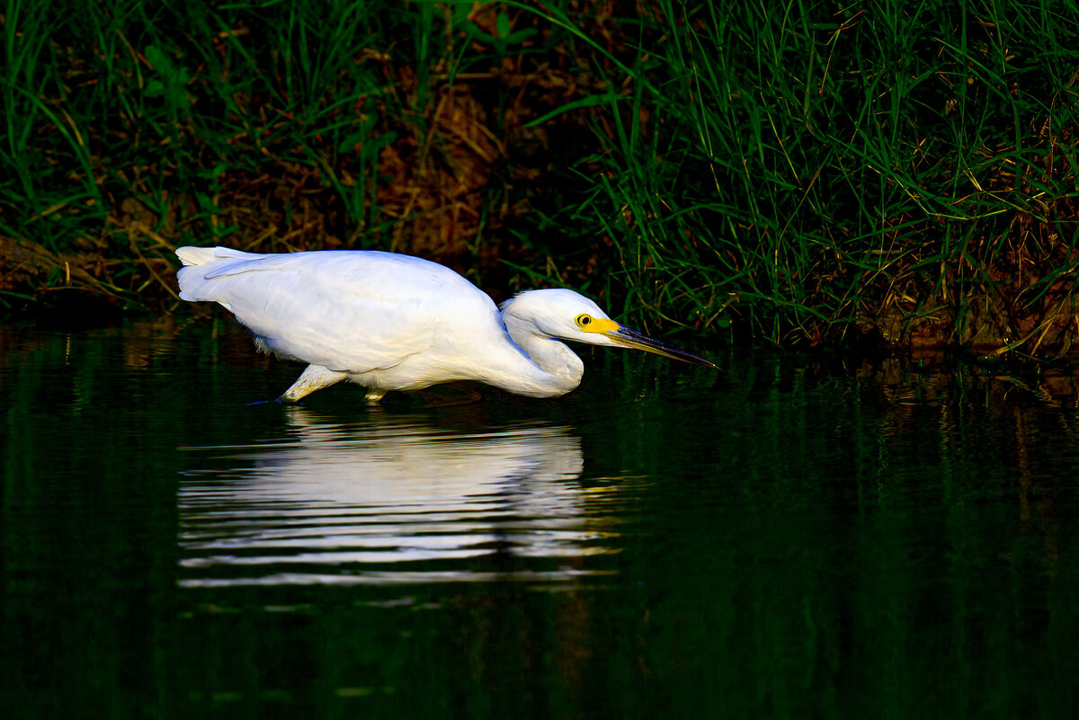 stalking-snowy-this-snowy-egret-was-stalking-the-shoreline-of-a-south