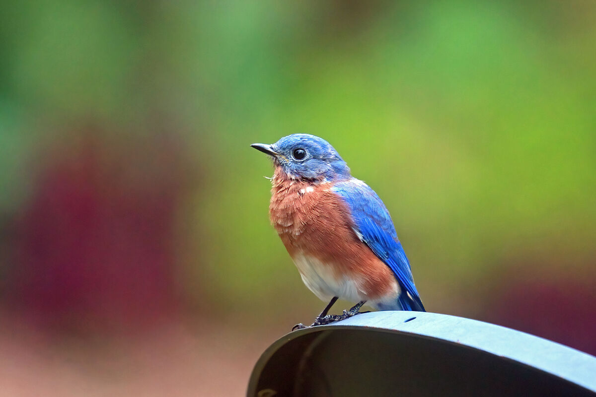 Backyard Birds Of Summer And Fall The Bluebird Showed Up Today After backyard-birds-of-summer-and-fall-the-bluebird-showed-up-today-after
