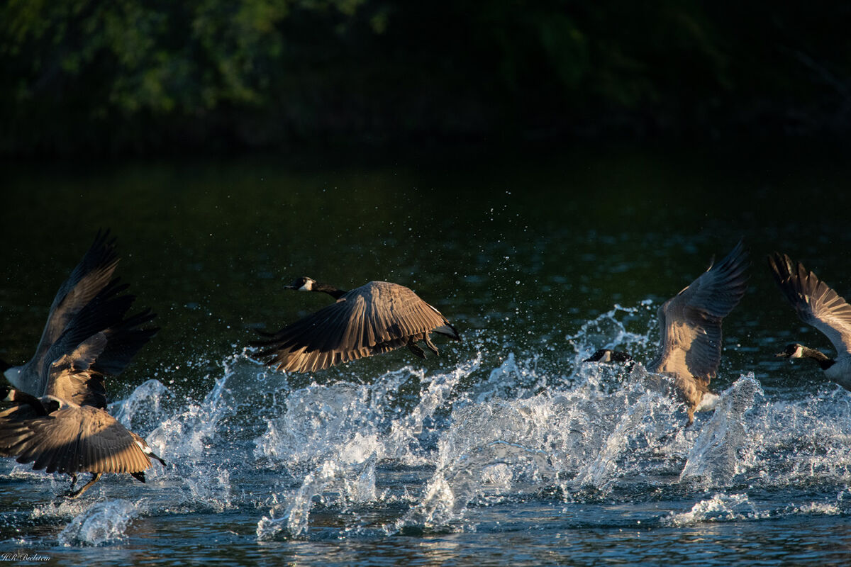 Chaos at evening launch Osprey have migrated so relegated to shooting