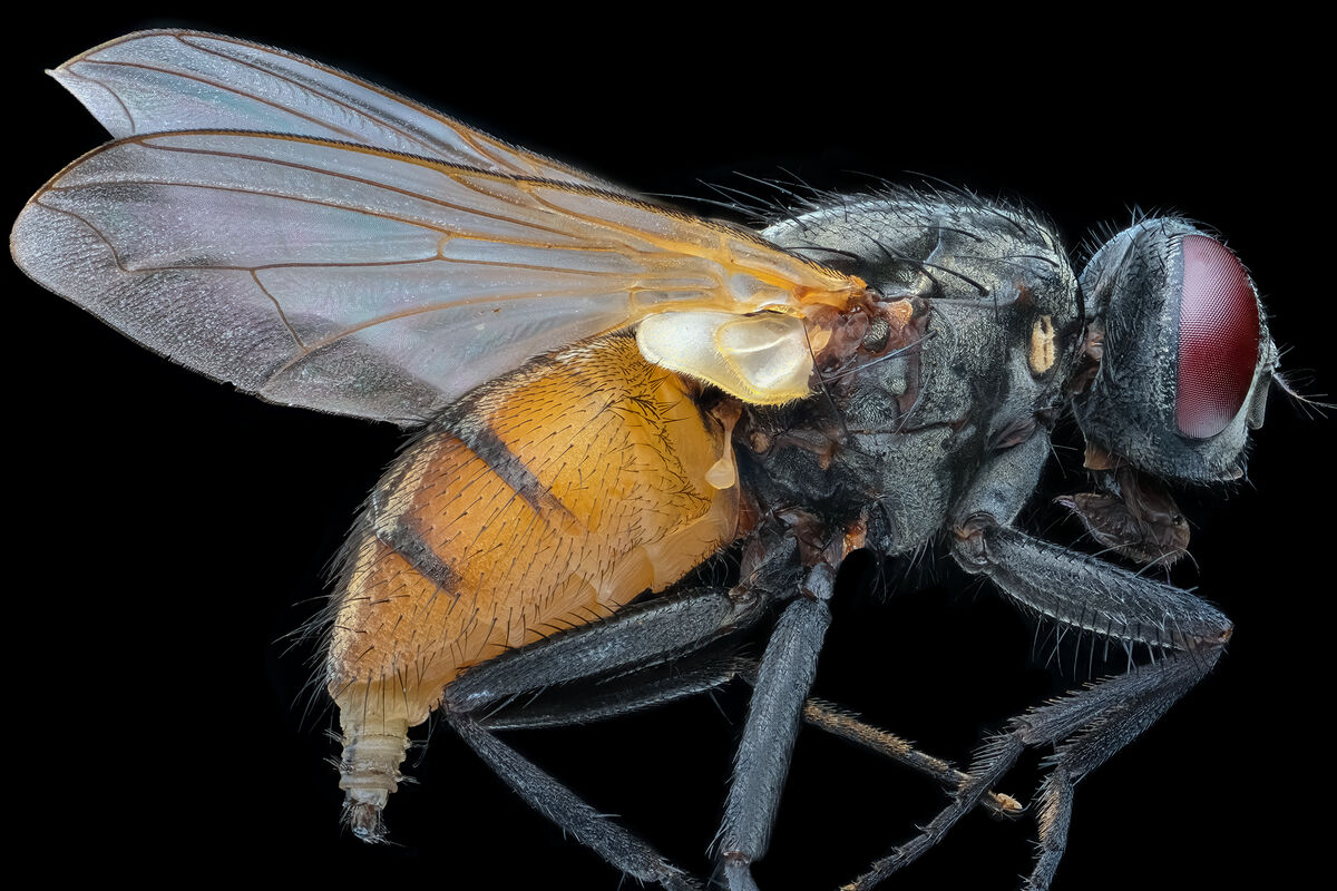 focus-stacked-image-of-a-common-housefly-the-weather-is-turning-cooler