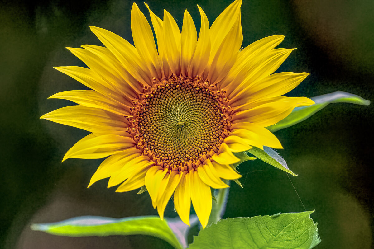 Sunflower, Sunflower: A few of, can you guess what-Sunflower shots! We ...