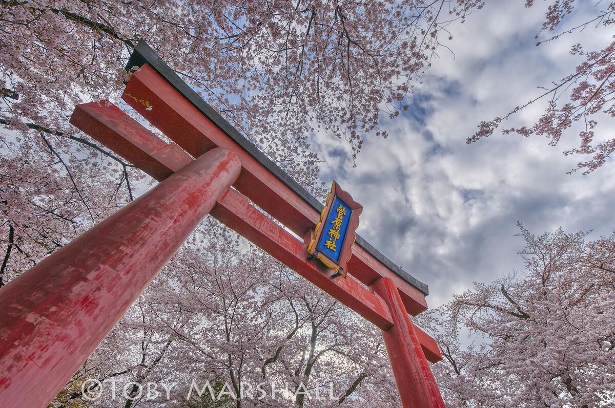 cherry blossoms, Tokyo...