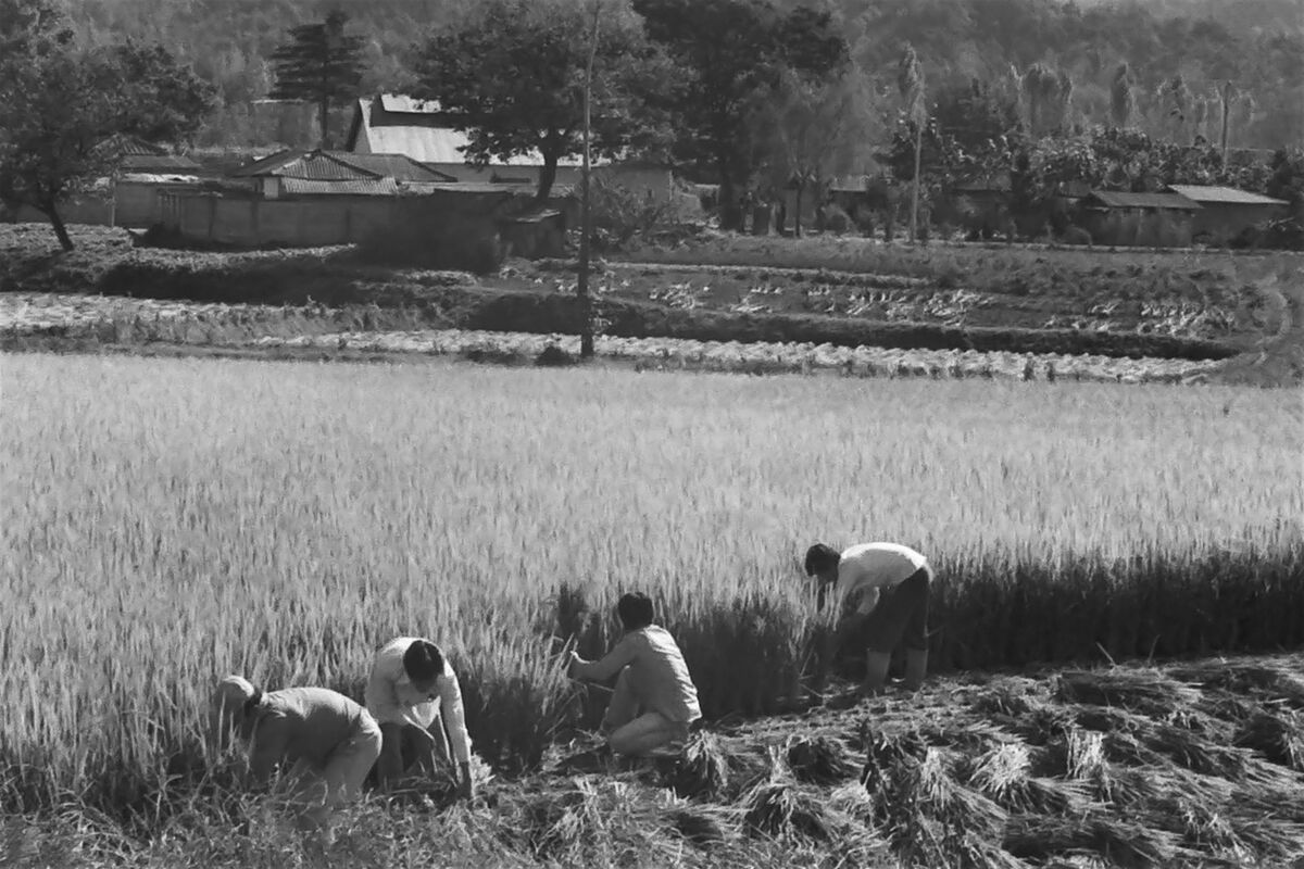 Harvesting rice by hand...