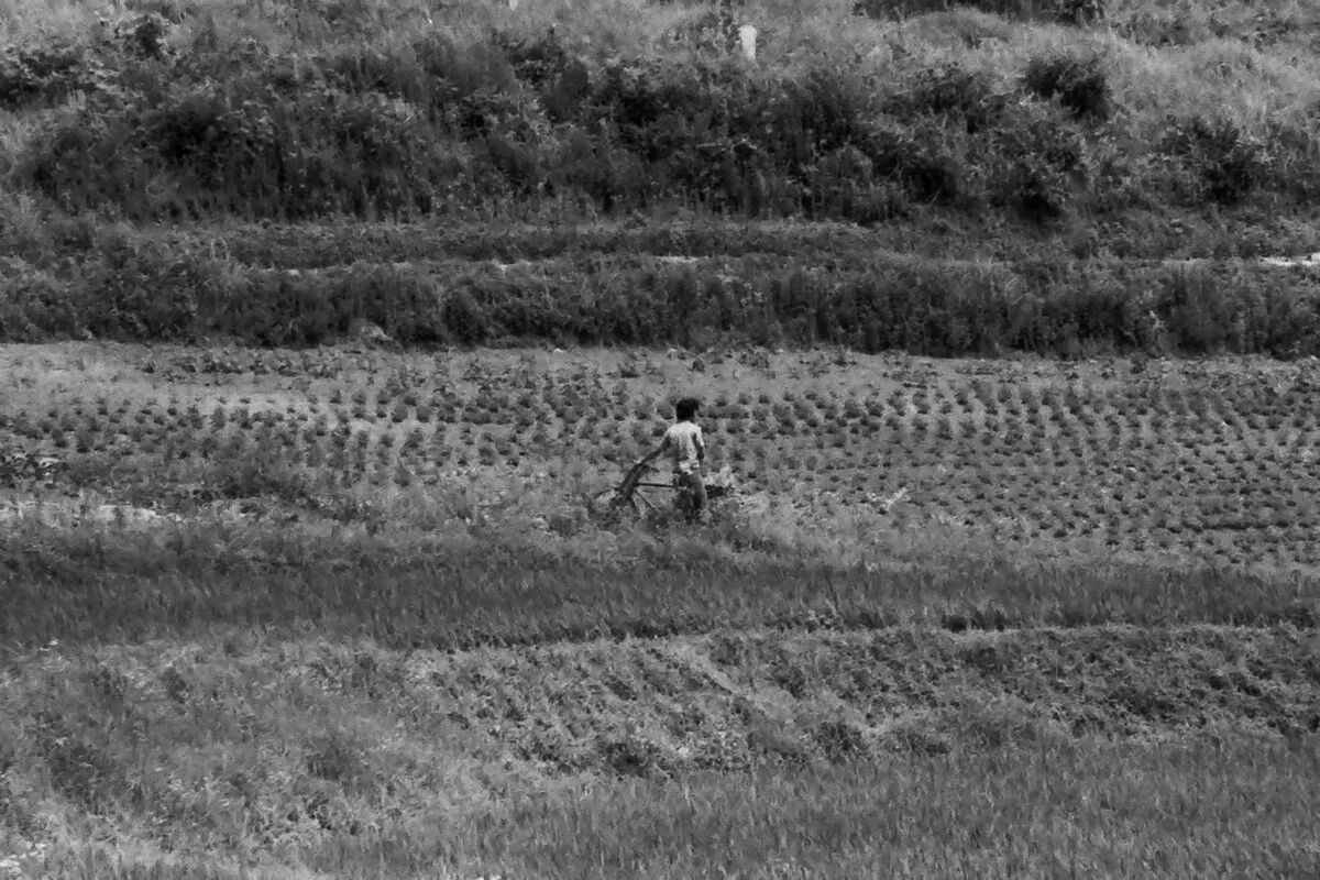Man with bicycle inspecting the crop...
