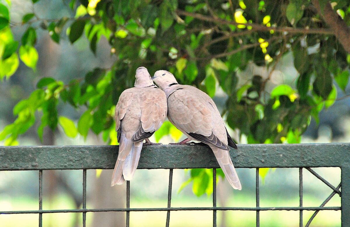Get a Room ! One sees doves most anywhere you go. This pair of collared