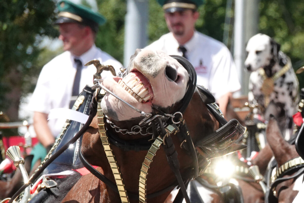 Budweiser Clydesdales The Budweiser Clydesdales were in Greenville (NC) as part of the first