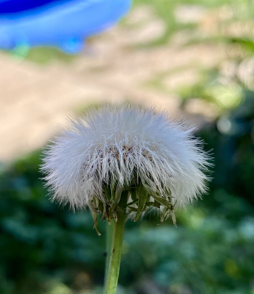 Phyllis Diller: Looks like one of the wigs Phillis Diller used to wear!