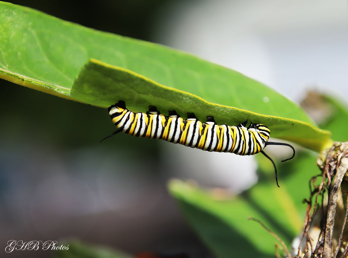 monarchs-in-process-monarch-caterpillars-on-the-milkweed-in-our-yard